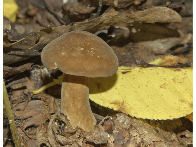Мицелий Млечника темно-бурого / Млечник буроватый (Lactarius fuliginosus)